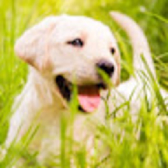 Meet your Posher, Allison - Picture 1 of 1